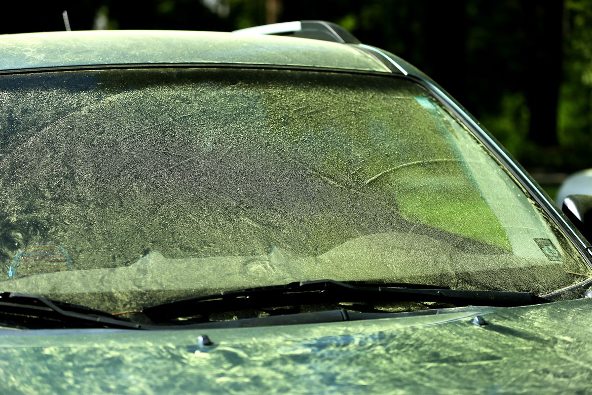 Pollen on windshield of car